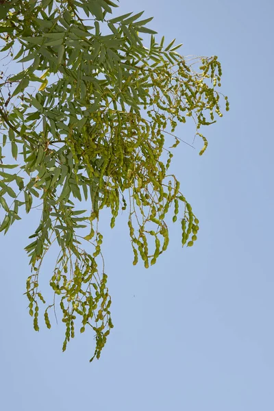 Styphnolobium japonicum ağacının taze meyvesi.