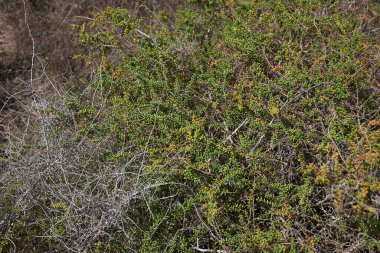 Suaeda vera fundalığı yakın çekim