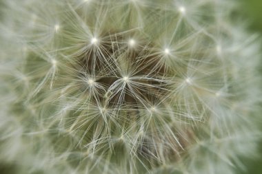 Taraxacum officinale pappus yakın çekim