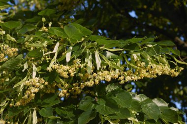Tilia ağacının sarı kokulu çiçekleri