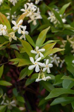Trachelospermum jasminoides dağcı bitkisinin beyaz çiçekleri