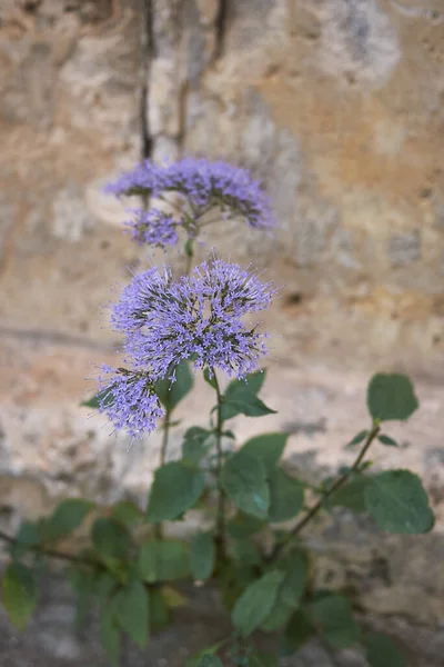 Violette Bloem Van Trachelium Caeruleum Plant — Stockfoto