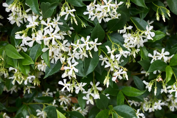 Trachelospermum jasminoides bitkisinin beyaz çiçeği