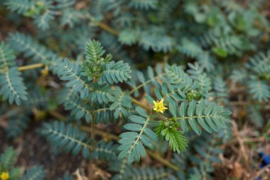 Tribulus taraçaları sarı çiçeklerle kaplıdır.