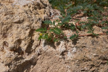 Tribulus Terrestris 'in sürünen bitkisi çiçek açtı.
