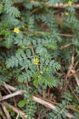 sarı çiçekler ve Tribulus terrestris bitkilerinin taze yaprakları