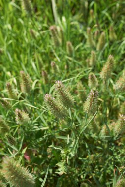 Trifolium angustifolium bitkilerinin pembe çiçekleri