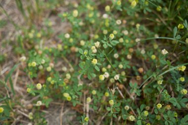 Trifolium kamp bitkisinin sarı çiçekleri