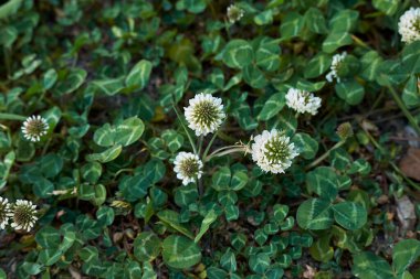 Trifolium beyaz teneffüs ve yeşil yapraklar için tövbe eder.