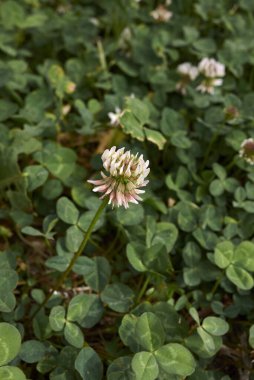 Trifolium çiçek açmış bitkiden tövbe ediyor.