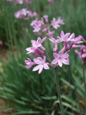 violet flowers of Tulbaghia violacea plants  clipart