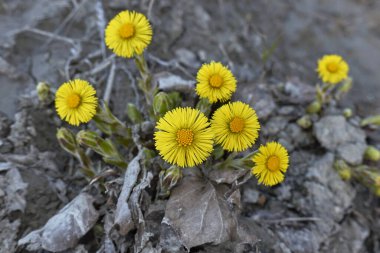 Tussilago farfara bitkisinin sarı rengi.