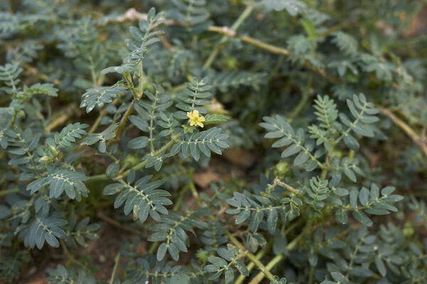 creeping plant of Tribulus terrestris in bloom