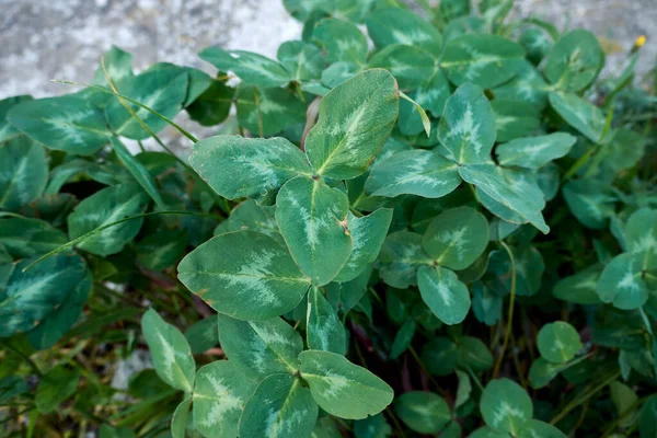 Trifolium Pratense Strukturierte Blätter Und Rosa Blüten — Stockfoto