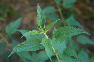 Urtica dioica bitkisi çiçek açtı