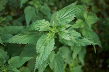 Urtica dioica bitkisi çiçek açtı