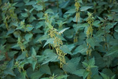 Urtica dioica bitkisi çiçek açtı