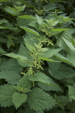 Urtica dioica bitkisi çiçek açtı