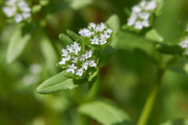Açık mavi çiçekli Valerianella Locusta