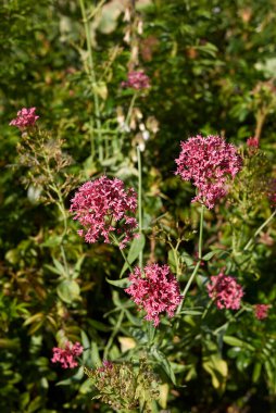 Valeriana memurlarının mor çiçekleri 