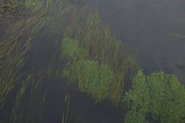 Vallisneria spirali bir nehirde yetişir.