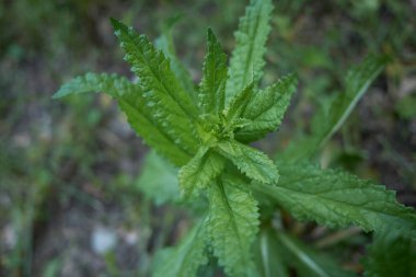 Verbascum blattaria bitkisinin taze yaprakları