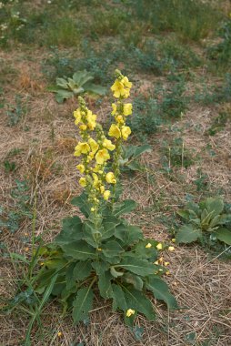 Sarı çiçek ve Verbascum thapsus bitkisinin taze yaprakları