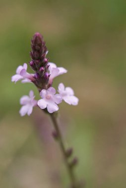 Verbena Ofis bitkisinin yakınında leylak çiçeği var.
