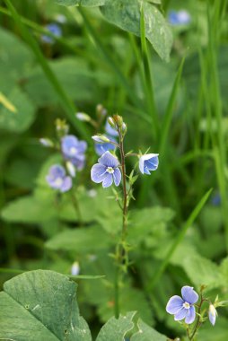 Veronica Chamaedrys bitkisine yakın çiçek.