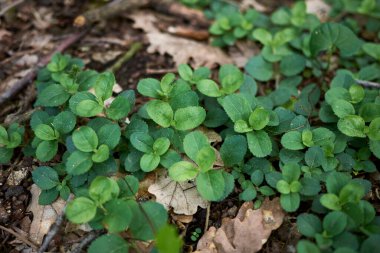 Veronica officinalis 'in taze bitkileri 
