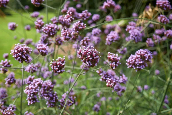 Verbena Bonariensis bitkisinin mor çiçekleri