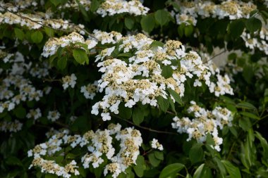 creamy white inflorescence of Viburnum plicatum shrub clipart