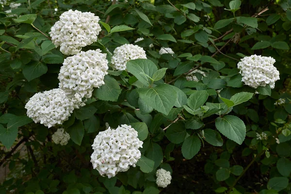 Bílá Růžová Květenství Viburnum Carlcephalum Keře — Stock fotografie