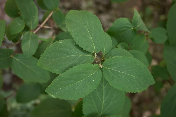 Witte Roze Bloeiwijze Van Viburnum Carlcephalum Struik — Stockfoto