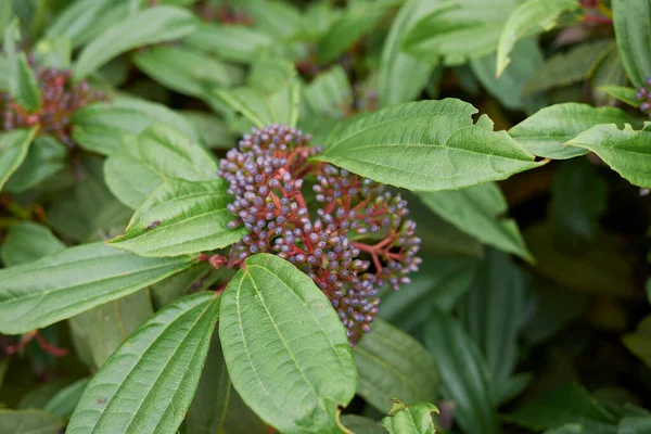 Niebieskie Owoce Białe Kwiaty Krzewu Viburnum Davidii — Zdjęcie stockowe