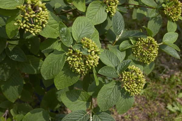 Νωπά Φύλλα Και Καρποί Του Θάμνου Viburnum Lantana — Φωτογραφία Αρχείου