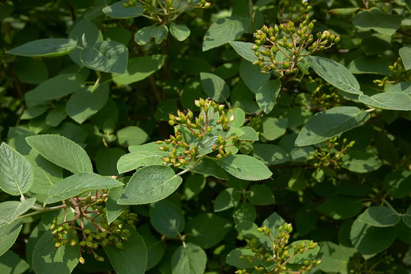 Folhas Frescas Frutos Arbusto Viburnum Lantana — Fotografia de Stock