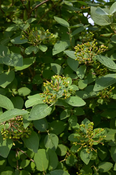 Verse Bladeren Vruchten Van Viburnum Lantana Struik — Stockfoto