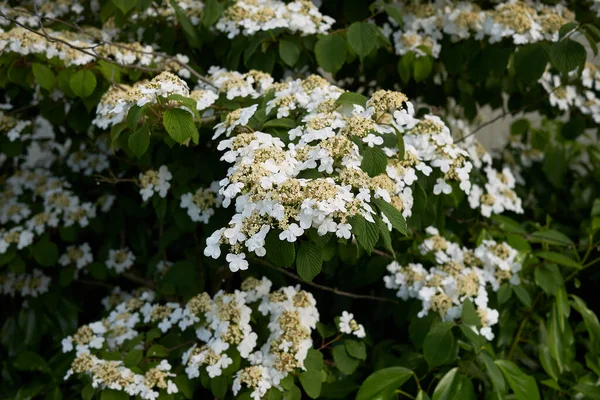 Viburnum plicatum fundalığının kremsi beyaz cilvesi