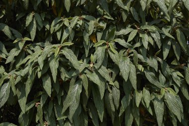 Viburum rhytidophyllum fundalığından taze meyve.