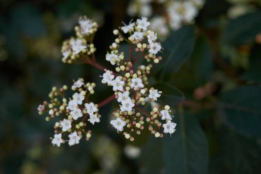 Viburnum tinus çiçek açtı.