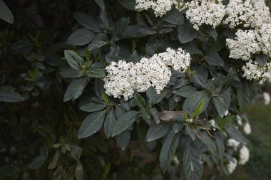 Beyaz Viburnum tinus çalı çiçekleri