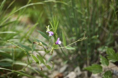 Vicia Bitynica taze çiçekler ve meyvelerle yakın plan