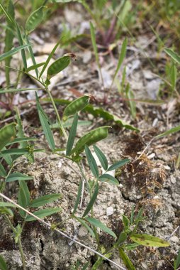 Vicia Bitynica taze çiçekler ve meyvelerle yakın plan