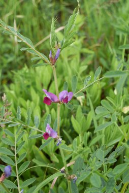 Vicia sativa Çiçekler ve meyvelerle yakınlaş