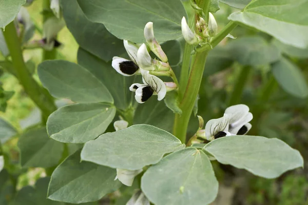 Vicia faba taze bitkiler ve çiçekler 