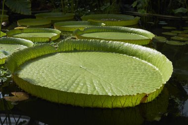 Victoria amazonica bitkisinin yüzen yaprakları
