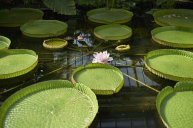 floating leaves of Victoria amazonica plant clipart