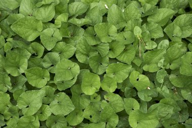 Viola odorata mor çiçekler ve taze yapraklar.