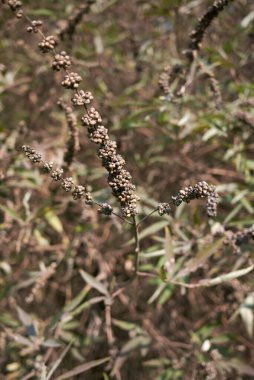 Vitex agnus-castus çalılığının olgun meyvesi